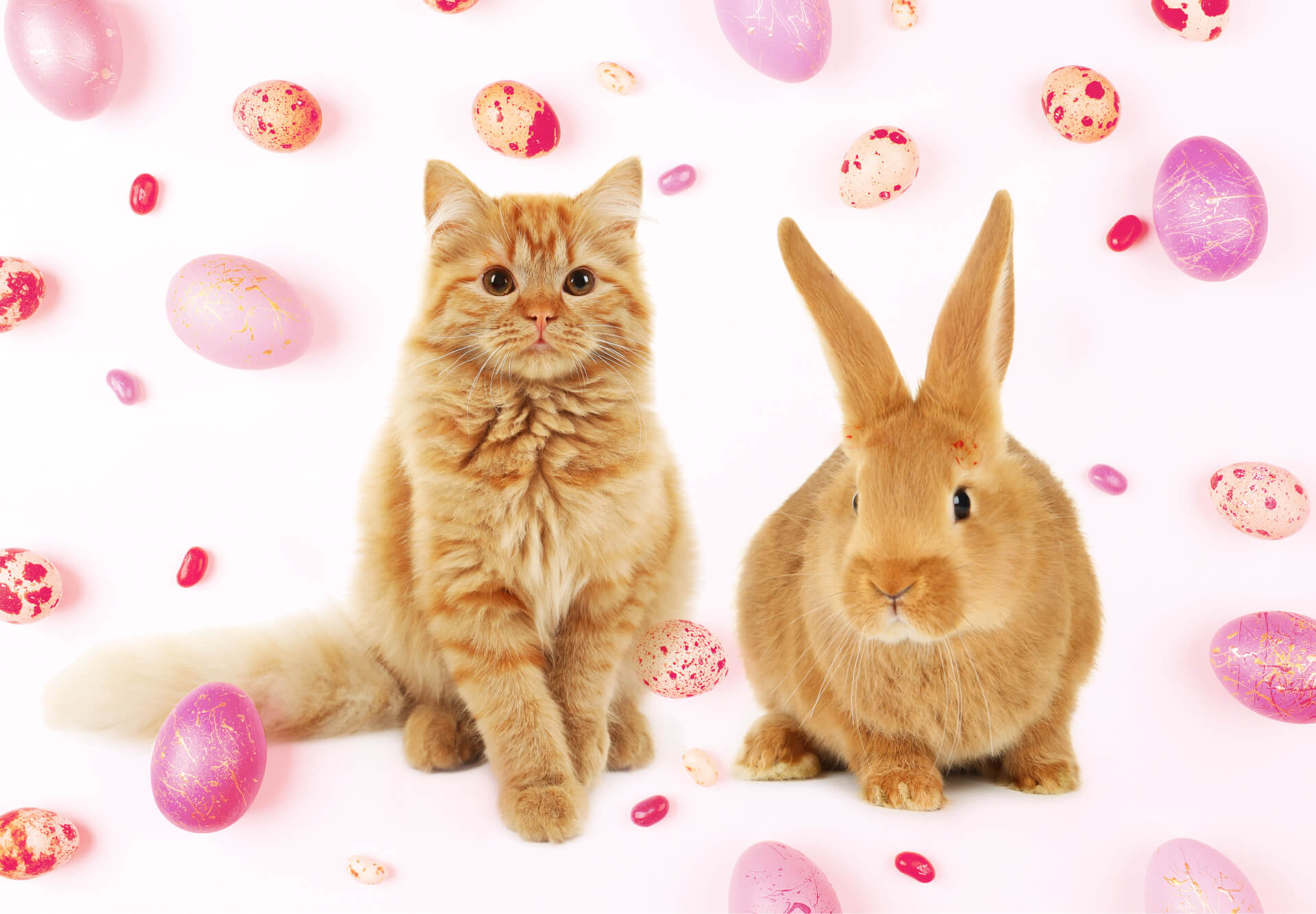 How To Celebrate Easter With Your Cat?