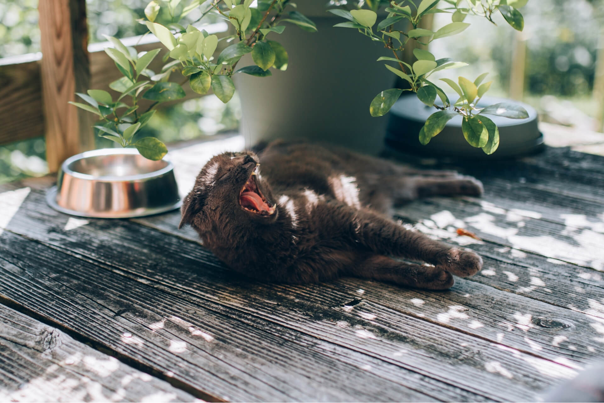 Indoor Vs Outdoor Cats: Do You Know Which Is Better?