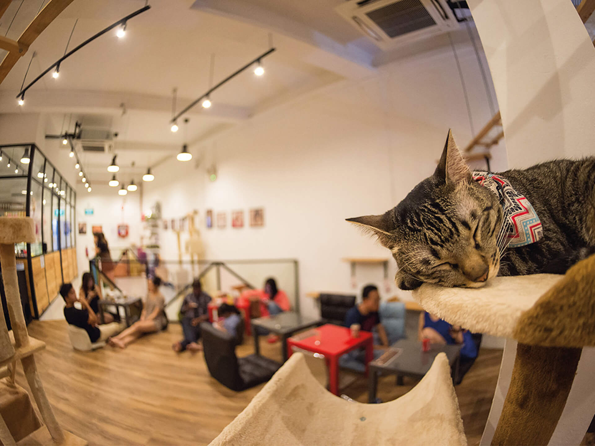 Understanding Cat Cafés