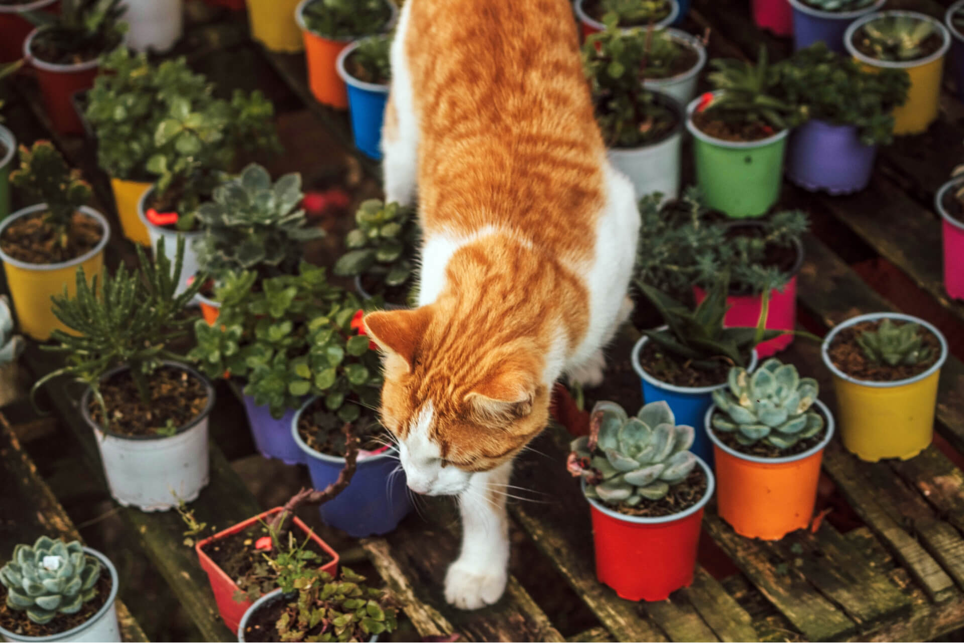 Void These Plants That Are Toxic To Cats