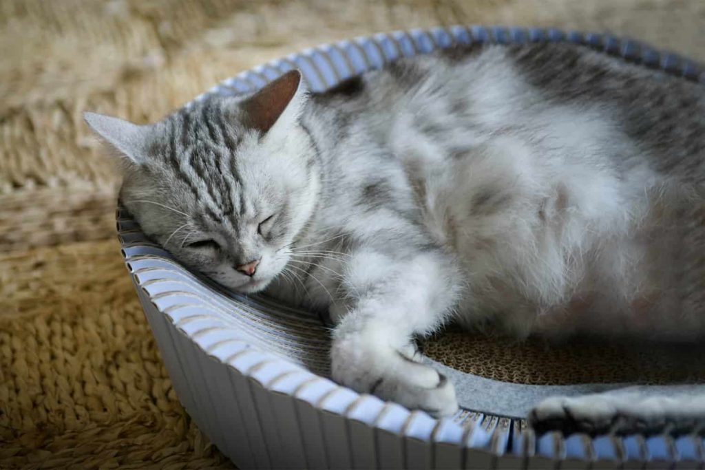 A cat sleeps on the Katris Nest