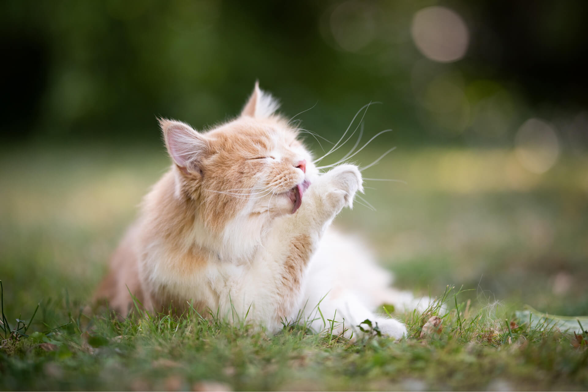 Natural Flea Prevention for Cats:A Safer Way to Prevent Fleas
