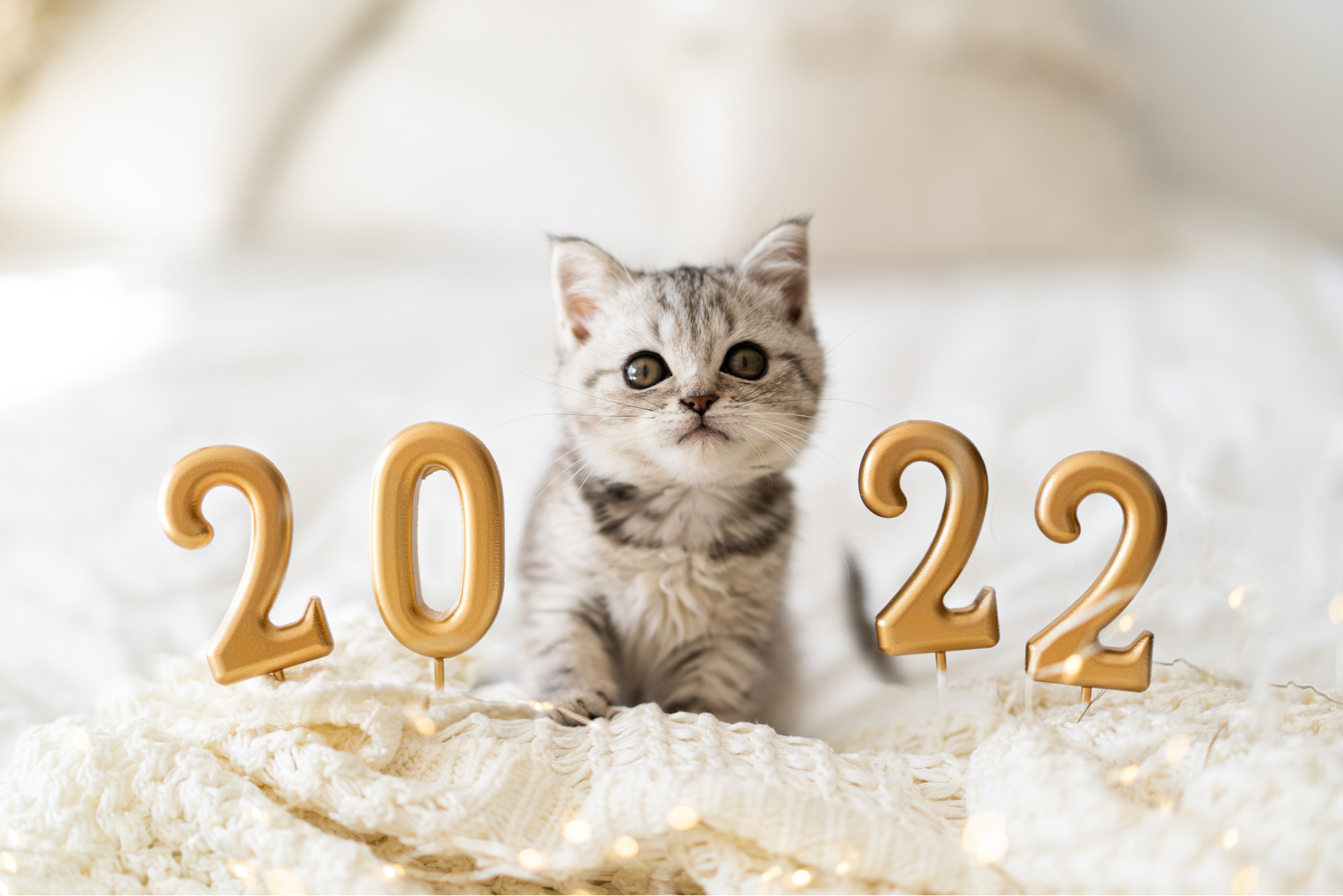4 Good New Year's Resolutions for Cat Parents