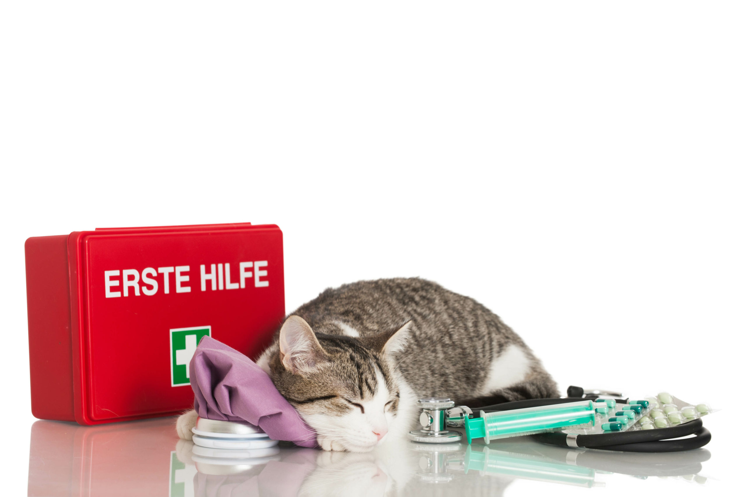 Learn Pet First Aid To Help Your Cat in Emergencies