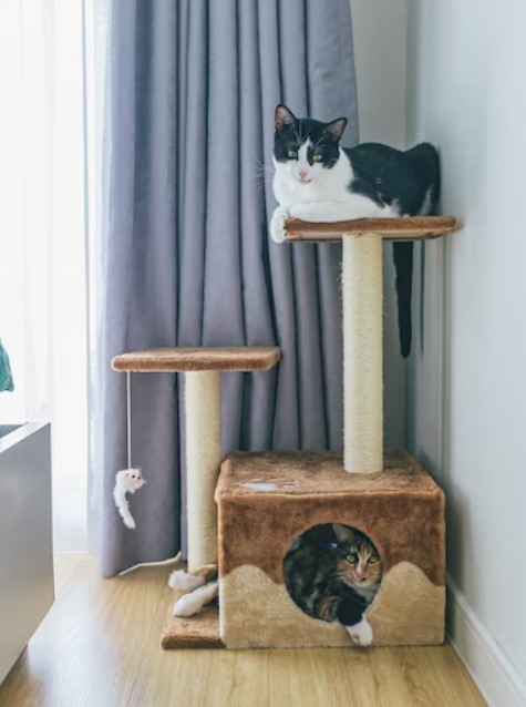Two cats resting on cat tree beside the window