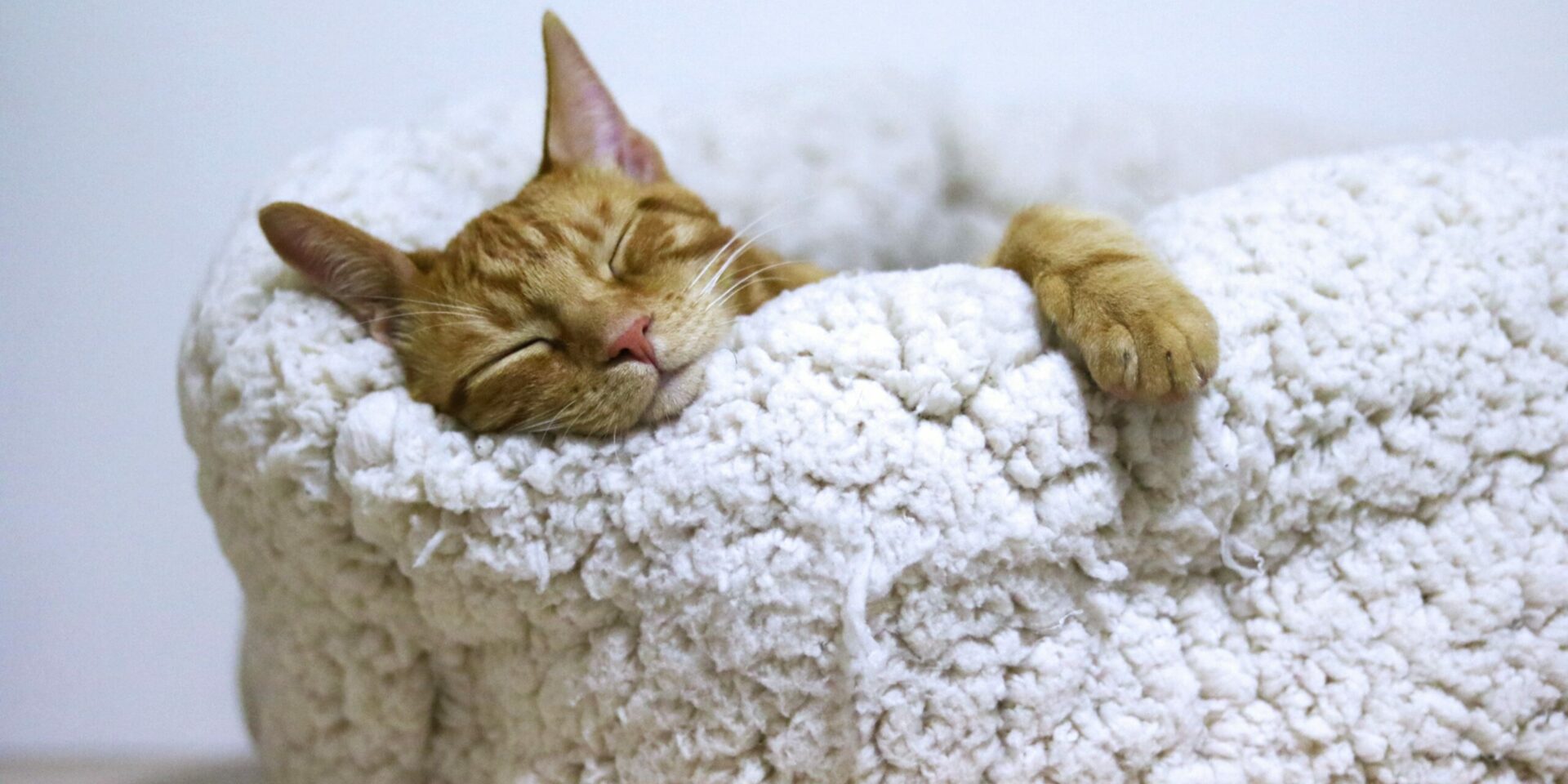 Best 12 Modern Cat Beds Recommendation Suits for Your Home Decor - KATRIS