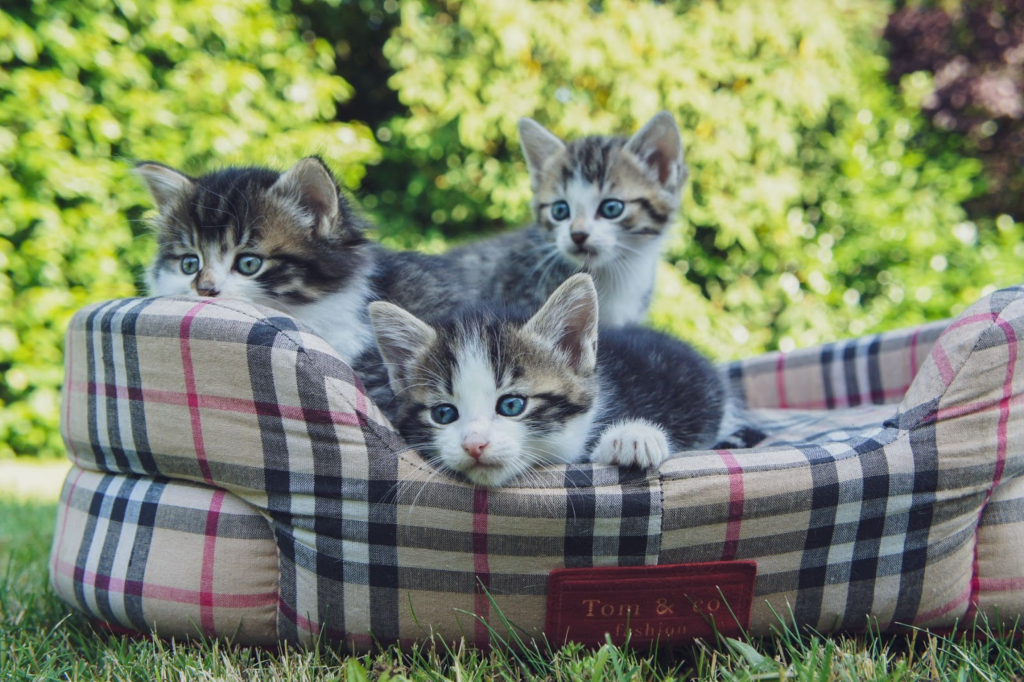 Cat pads/cushions