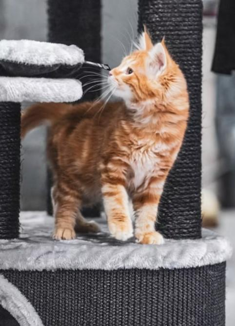 A orange tabby sniffing the cat furniture