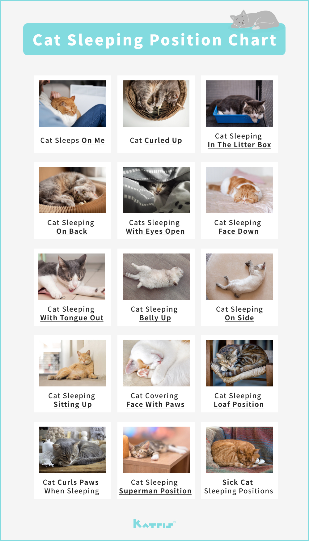 A Cat Sleeping Position Chart