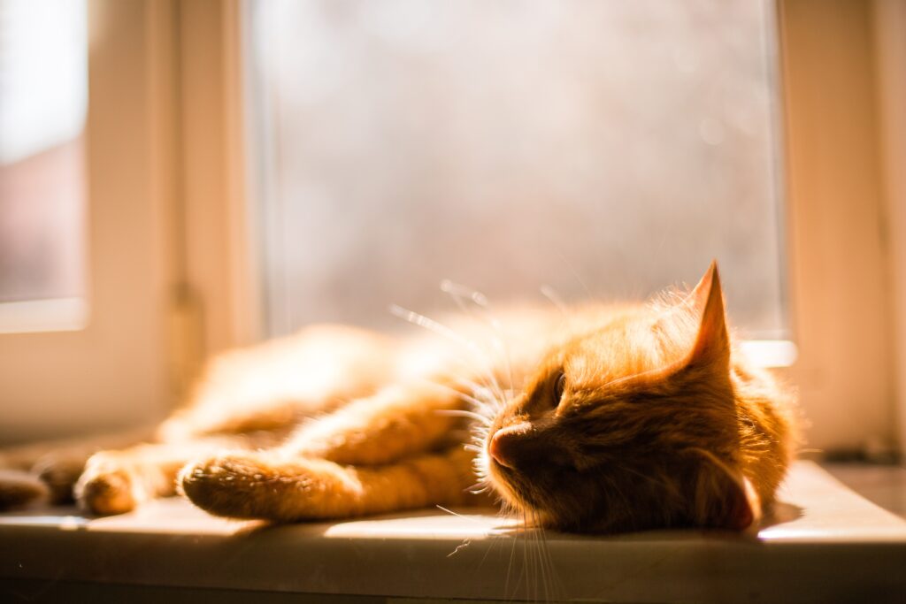 A selective focus shot of a beautiful golden one-eyed cat lying tired on the window sill, covered in sunlight