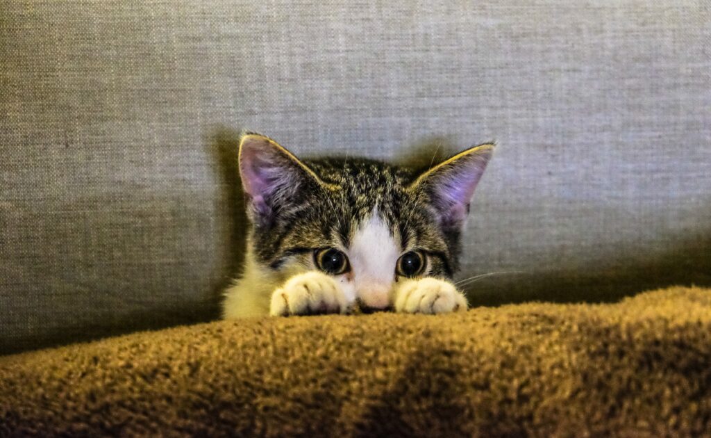 Close shot of a cute kitten behind a blanket