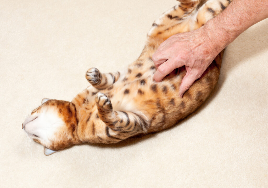 A bengal cat on its back on carpet and having its tummy tickled