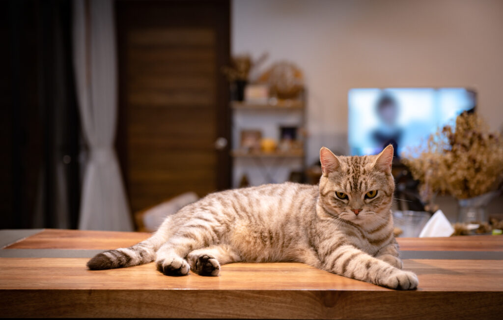 Cute tabby cat sit and relax on wooden counter in living room in night time