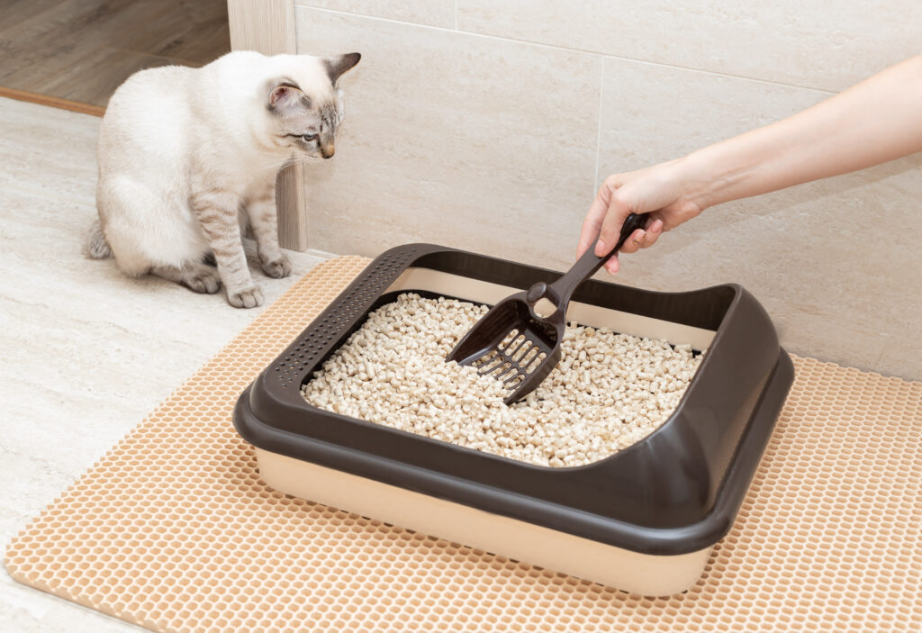 A female owner is cleaning a cat's litter box.
