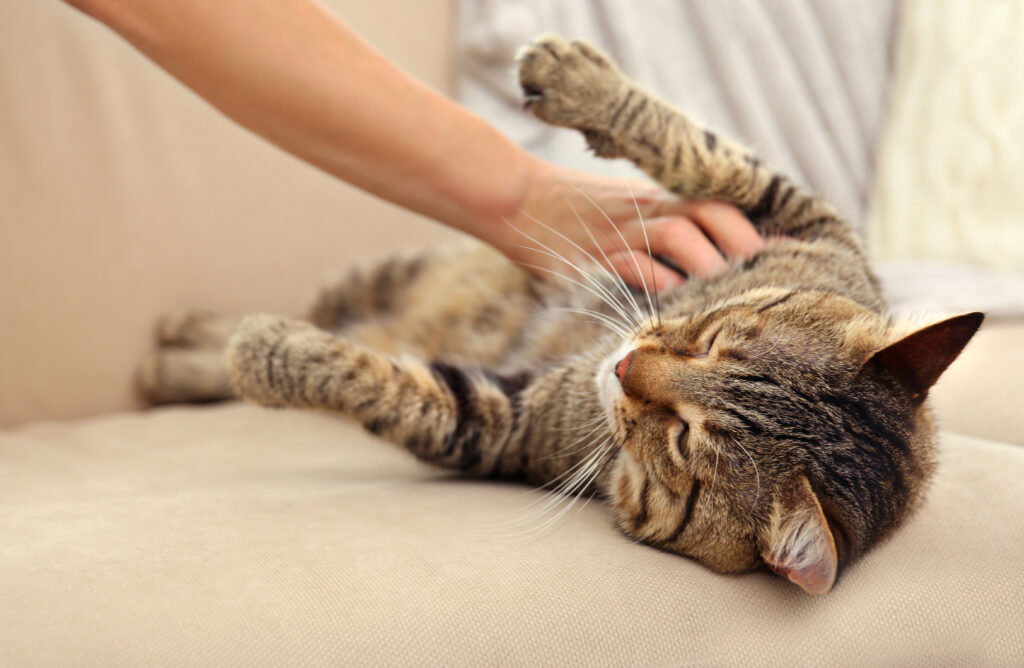 Male hand fussing grey tabby cat lying on beige sofa