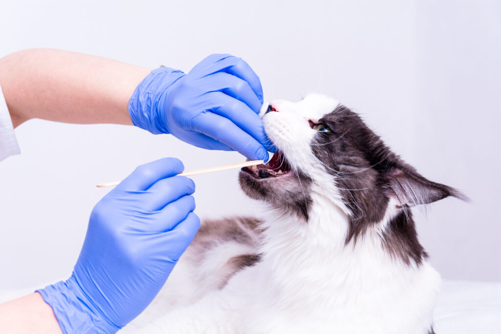 A veterinarian in a white coat, blue medical gloves, on a white table gives medicine to a Maine Coon cat and holds its mouth with a medical spatula. on a white background.